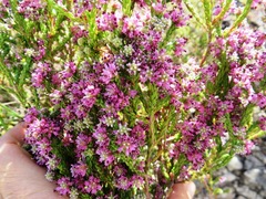 Erica labialis