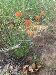 Lasiosiphon rubescens