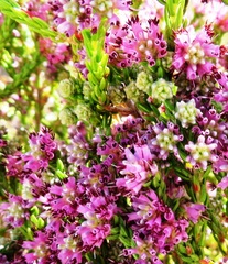 Erica labialis