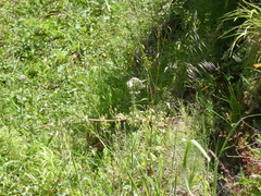 Centranthus calcitrapae image