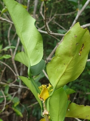 Ixoroideae