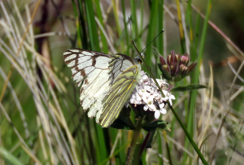 Tatochila distincta