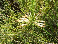 Erica thomae thomae