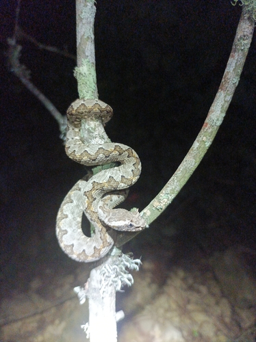 Mexican Horned Pit Viper