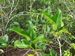 Ixoroideae