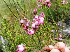 Erica cristata