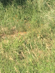 Lasiosiphon rubescens