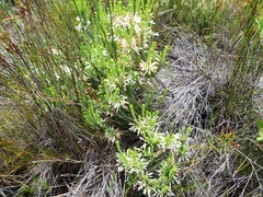 Erica thomae thomae