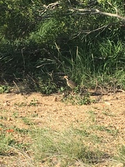 Rhinoptilus chalcopterus