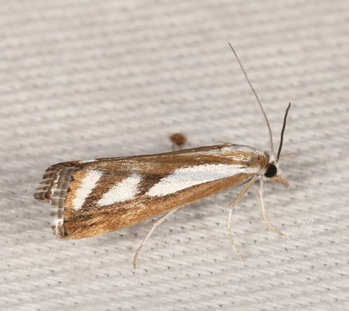 Two-banded Catoptria Moth photo 5