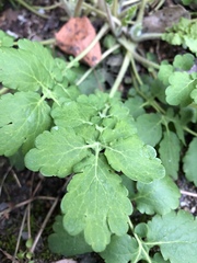 Chelidonium majus