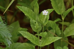 Stellaria bungeana