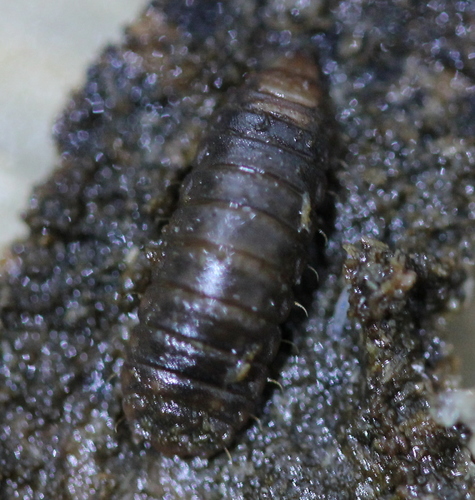 Xylomyidae