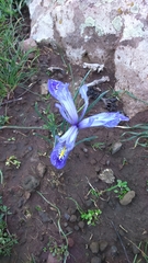 Iris histrio