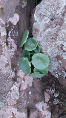 Umbilicus intermedius