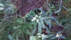 Ornithogalum lanceolatum