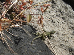 Sceloporus grammicus