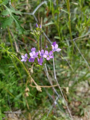 Gilia flavocincta
