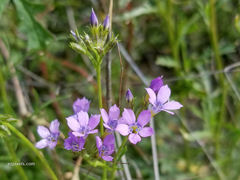 Gilia flavocincta