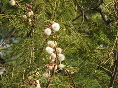 Senegalia subangulata