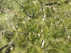 Senegalia subangulata