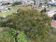 Senegalia subangulata