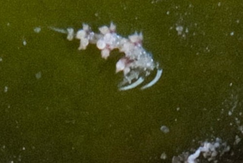 Cratena affinis