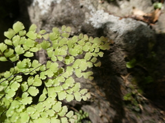 Adiantum raddianum image