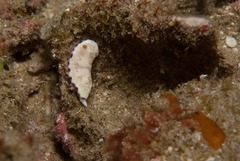 Goniobranchus alius