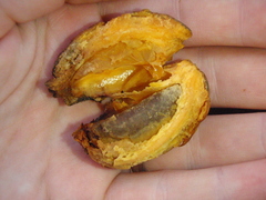 Aoranthe penduliflora