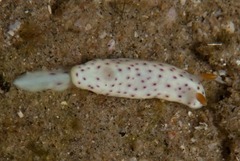 Chromodoris aspersa