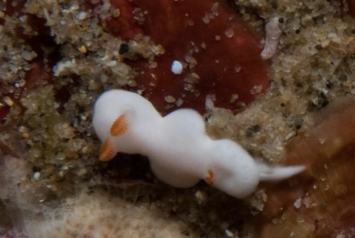Verconia decussata