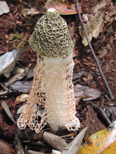 Phallus lutescens