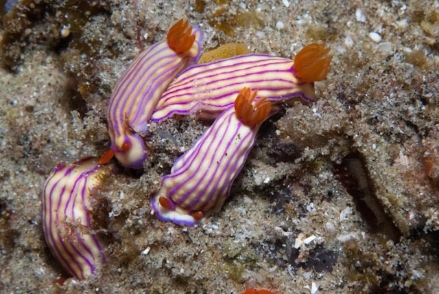 Bumpy Split-tooth Dorid