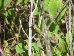 Calothorax