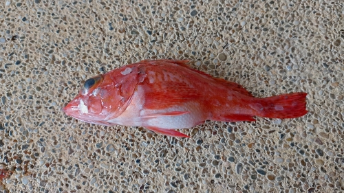 Speckled scorpionfish (Pontinus sierra) — Scorpaenidae — 4