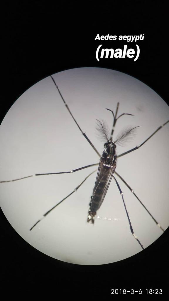 Yellow Fever Mosquito (Diptera (flies) of the British Indian Ocean