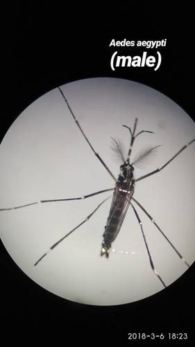 Yellow Fever Mosquito