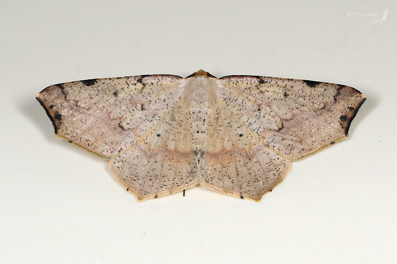 Pareclipsis umbrata