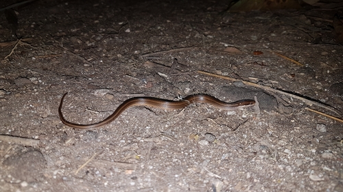 Coniophanes fissidens
