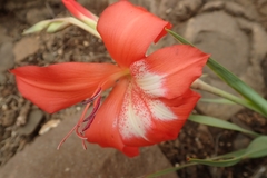 Gladiolus saundersii