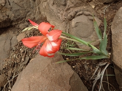 Gladiolus saundersii