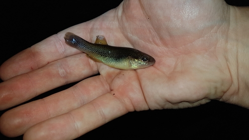 Profundulus punctatus