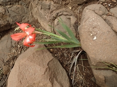 Gladiolus saundersii