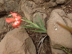 Gladiolus saundersii