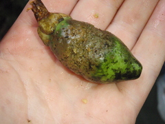 Anthocleista grandiflora