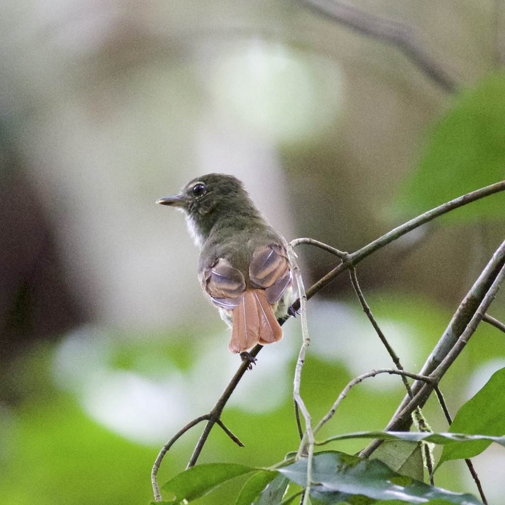 Rufous-Tailed Flatbill