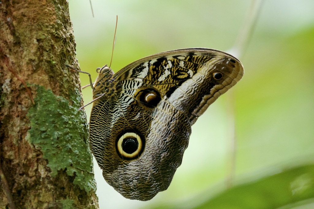 Caligo euphorbus