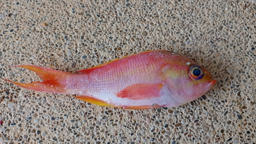 Noel's anthias (Anthias noeli) — Serranidae — 2