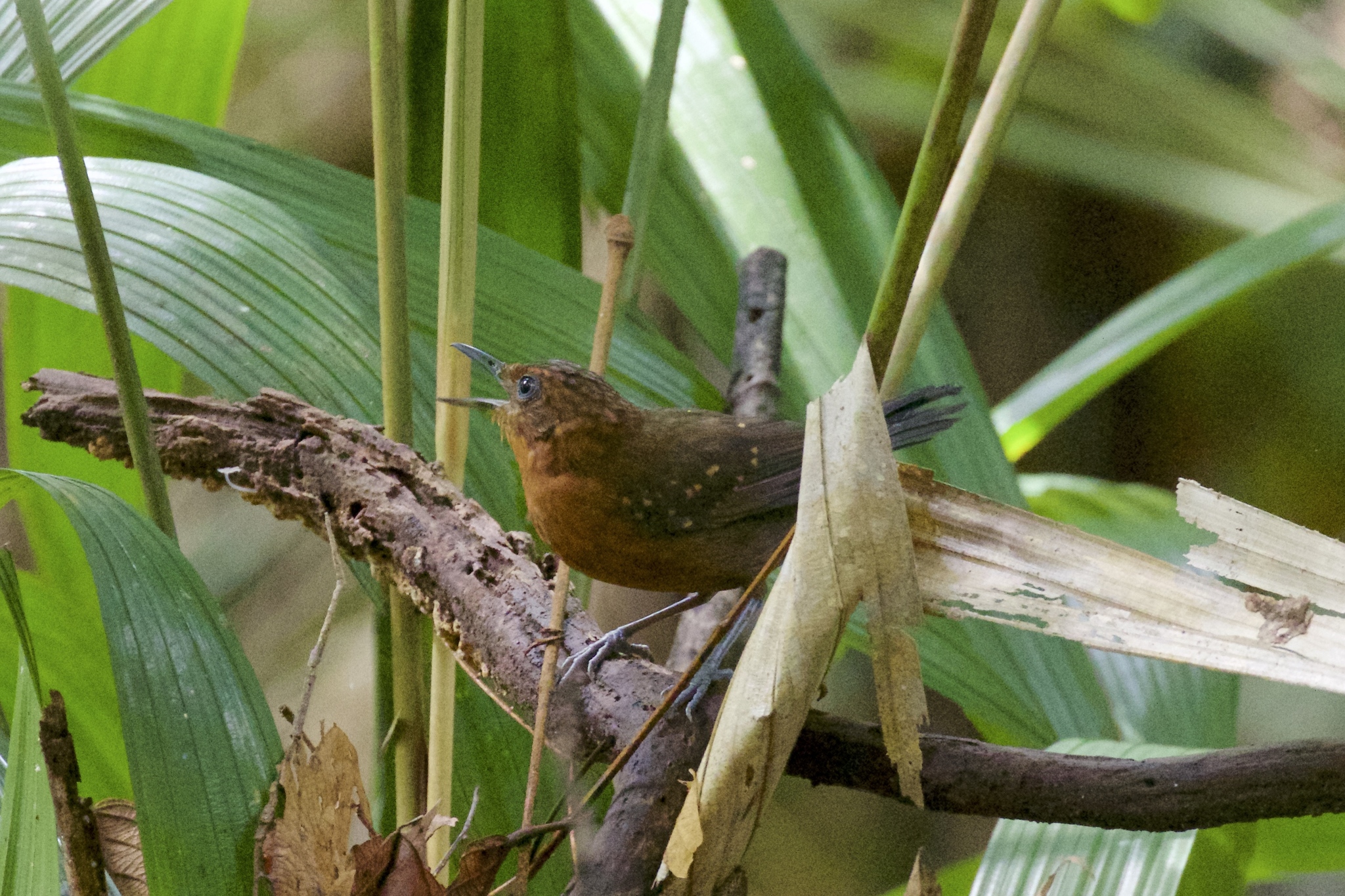 Slate-coloured Antbird illustration